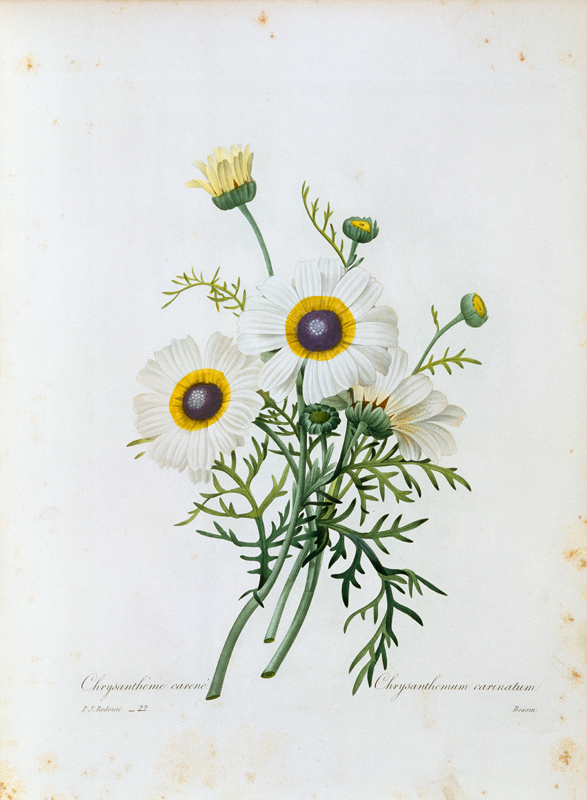 Painted Daisy / Redouté von Pierre Joseph Redouté