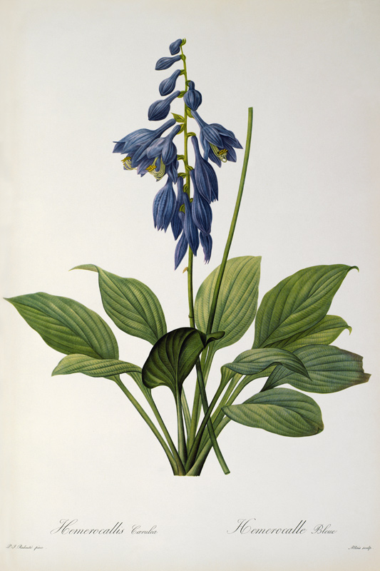 Plantain Lily von Pierre Joseph Redouté