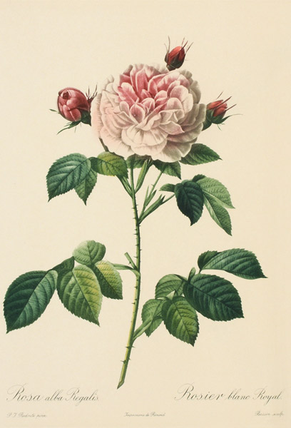 Rosa Alba Regalis, engraved by Bessin (coloured engraving) von Pierre Joseph Redouté