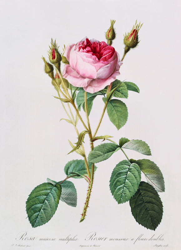 Rosa muscosa multiplex (double moss rose), engraved by Langlois, from 'Les Roses' von Pierre Joseph Redouté