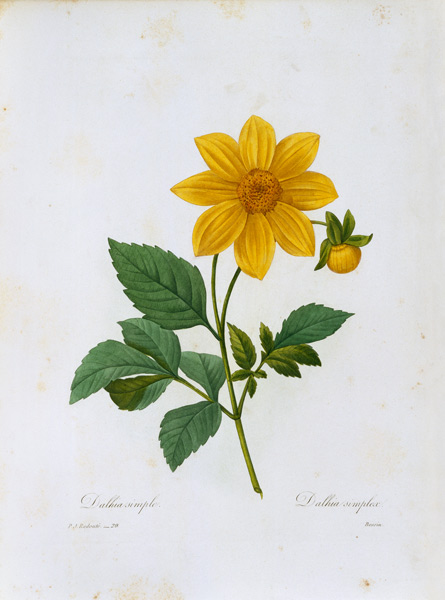 Simple Dahlia von Pierre Joseph Redouté