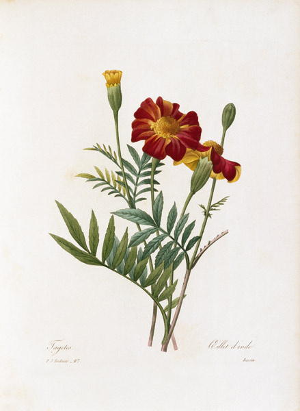 Tagetes / Redouté von Pierre Joseph Redouté