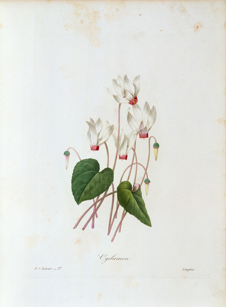 Cyclamen  von Pierre Joseph Redouté