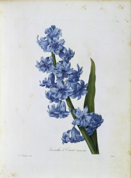 Hyacinth / Redouté von Pierre Joseph Redouté