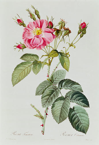 Rosa Tomentosa von Pierre Joseph Redouté