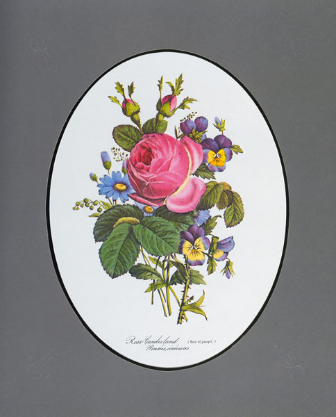 Rose Cumberland, Stiefmütterchen und Zinerarie von Pierre Joseph Redouté