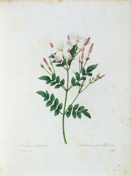 Royal jasmine / Redouté von Pierre Joseph Redouté