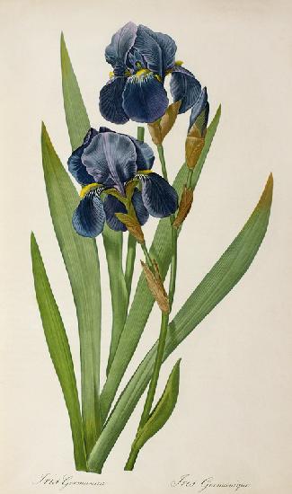 Iris Germanica, from `Les Liliacees'