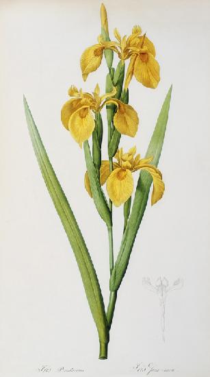 Iris Pseudacorus, from `Les Liliacees'