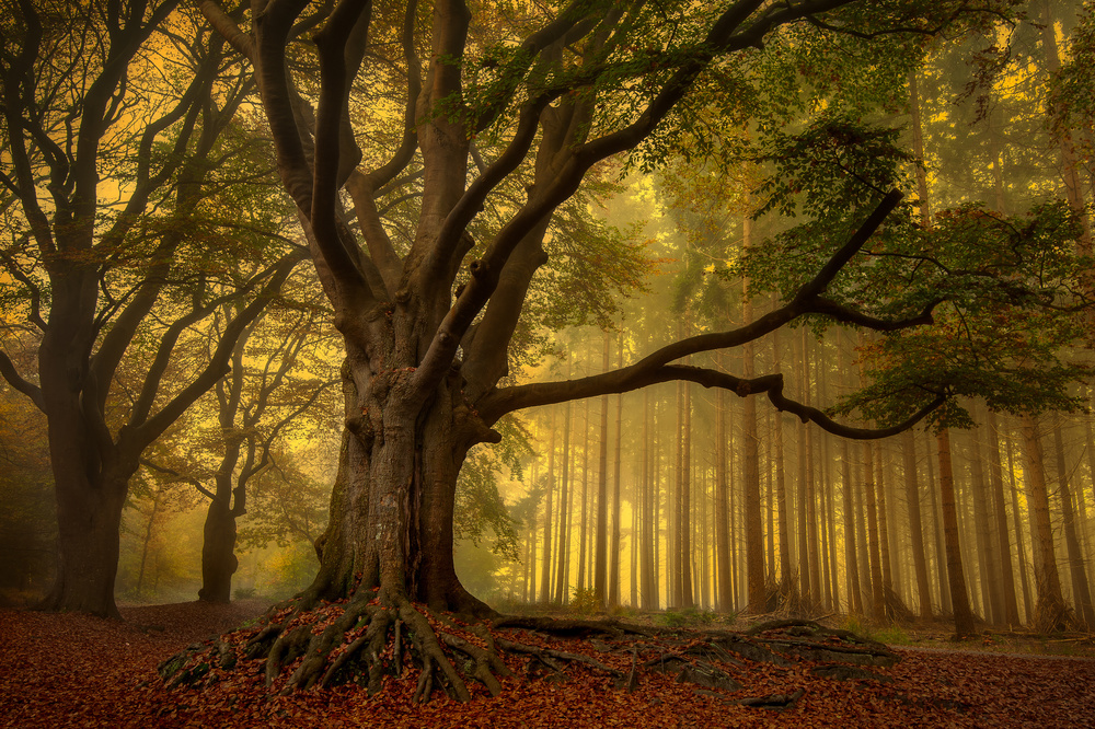 Old tree...... von Piet Haaksma