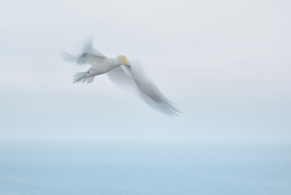 ready for landing...... von Piet Haaksma