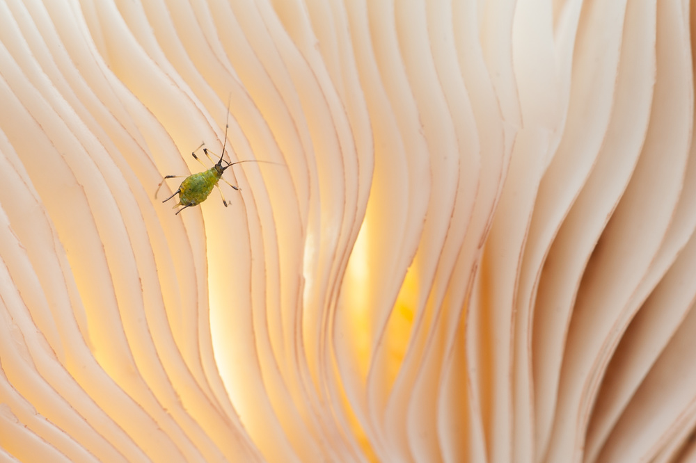 Aphid under a mushroom ....... von Piet Haaksma