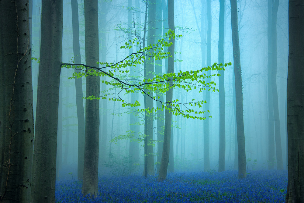 Blue forest.... von Piet Haaksma