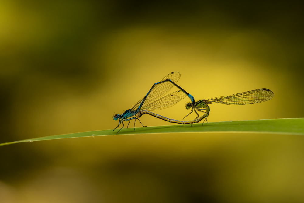 Damselfly lovers von Piet Haaksma