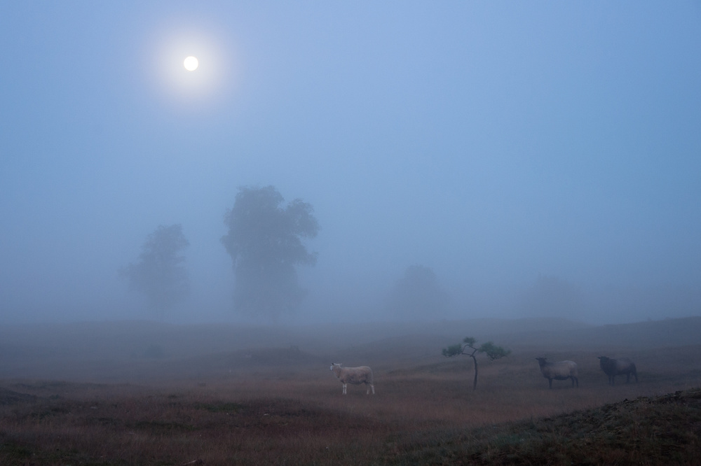 the last moonlight .......... von Piet Haaksma