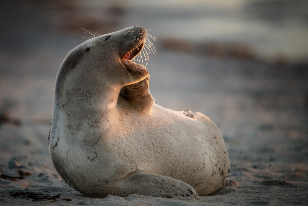 You make me laugh...... von Piet Haaksma