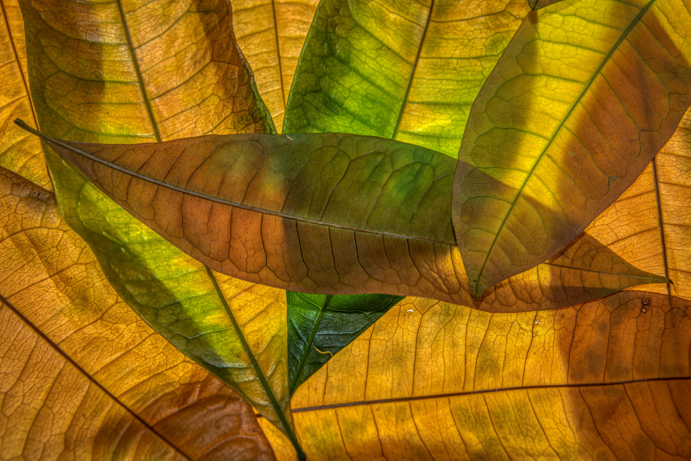 Colors of nature von Piet Haaksma