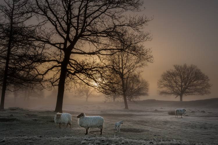 Foggy Morning von Piet Haaksma