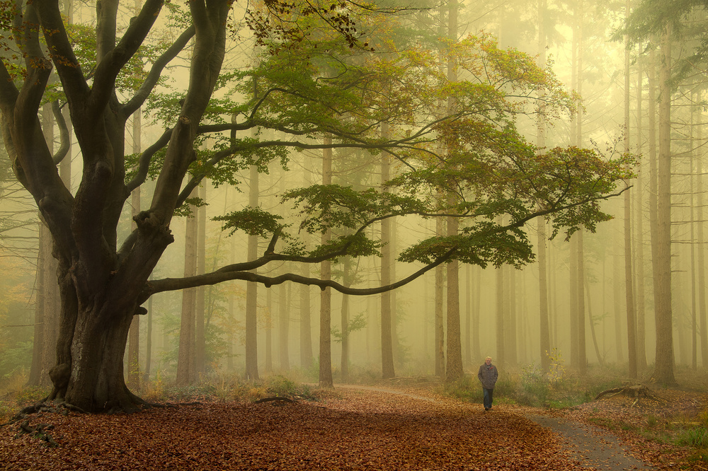 Walk by the old tree von Piet Haaksma