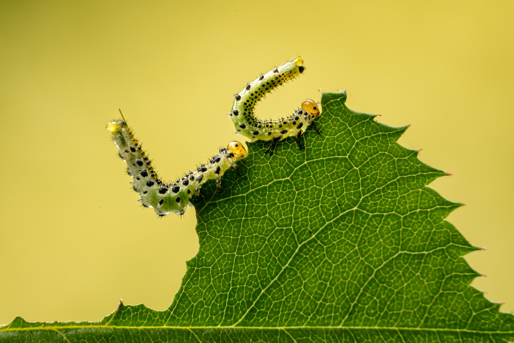 Eating out together. von Piet Haaksma