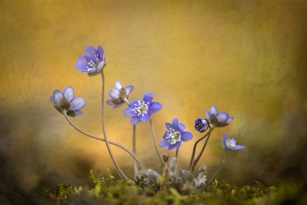 Hepatica nobilis flower von Piet Haaksma