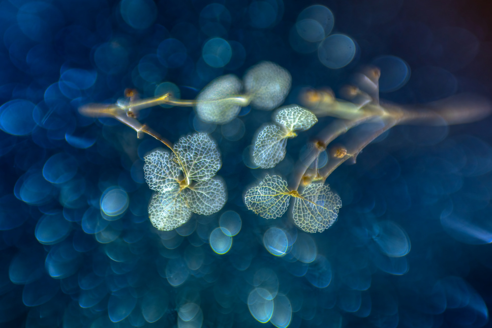 Art of nature von Piet Haaksma