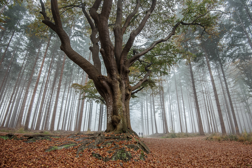 misty morning in the forest .... von Piet Haaksma