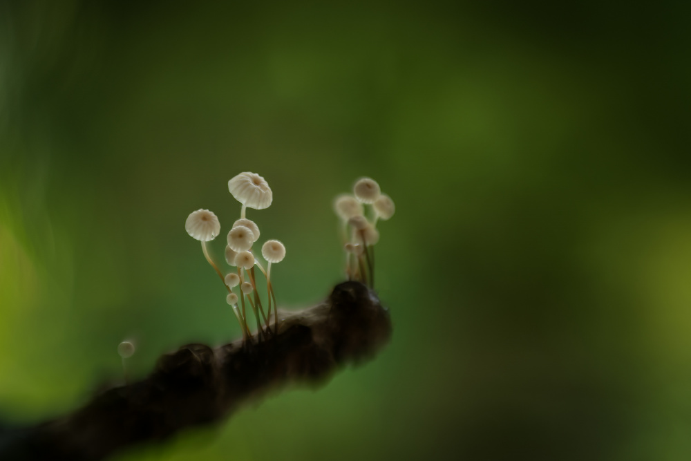 Mushroom wheel von Piet Haaksma