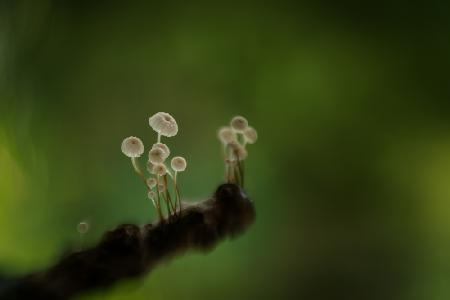 Mushroom wheel