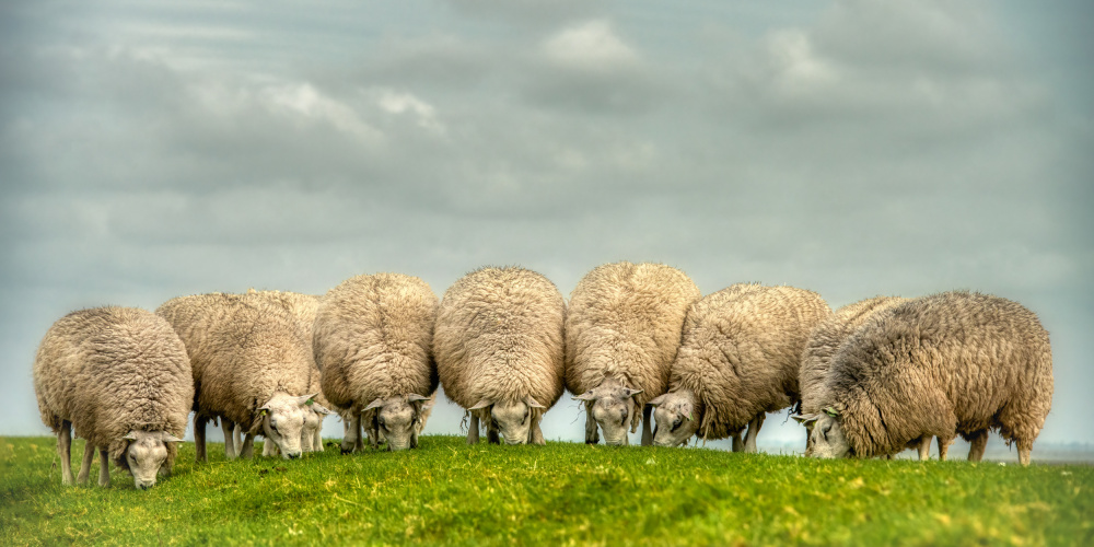 Lawn mowers von Piet Haaksma