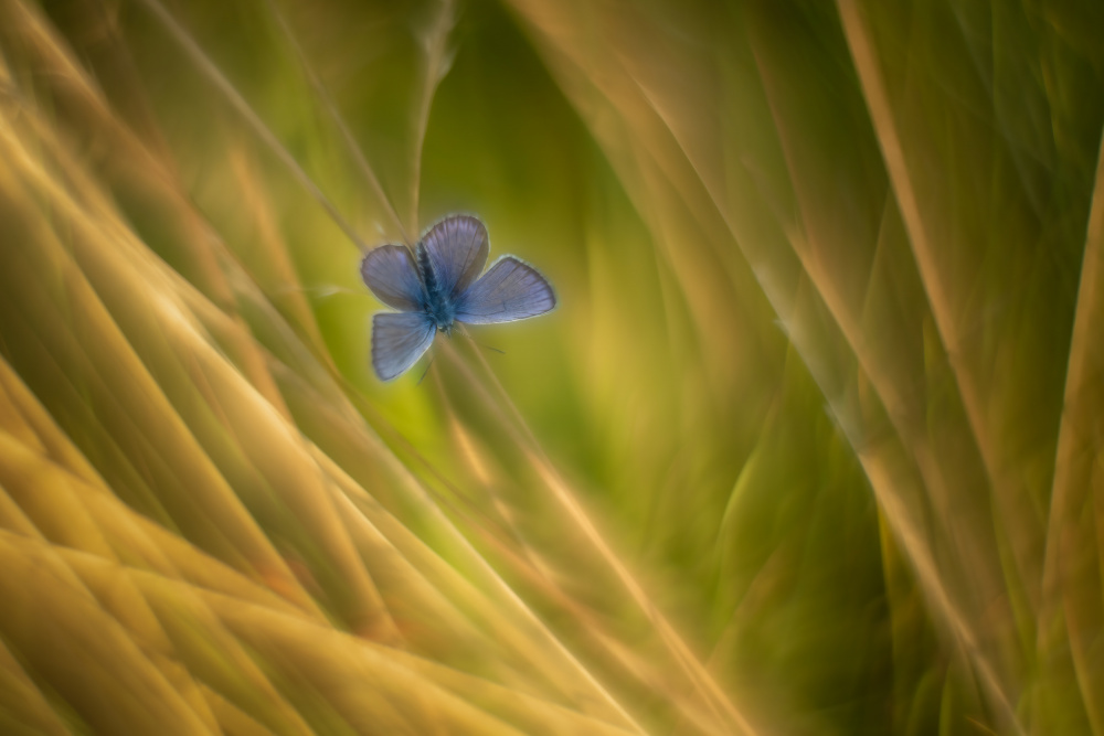 Silvery Blue von Piet Haaksma