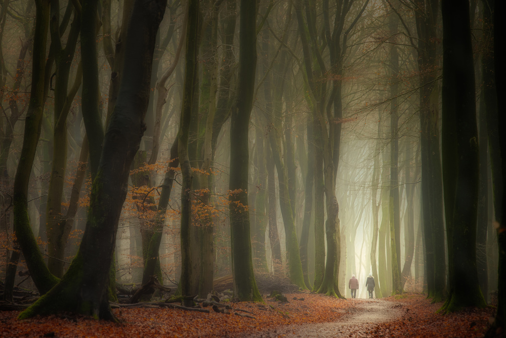 Walking in the forest of the dancing trees. von Piet Haaksma