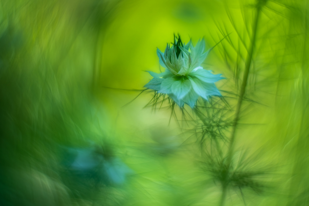 Dreamy flower. von Piet Haaksma