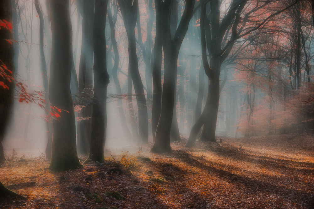 dreamy forest ....... von Piet Haaksma