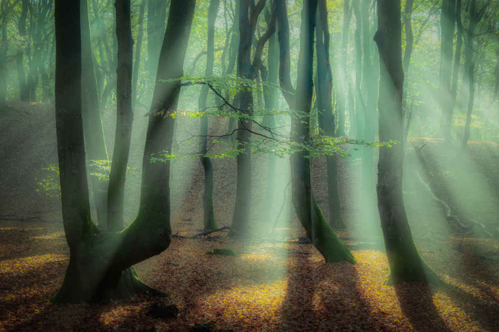 Magical forest. von Piet Haaksma