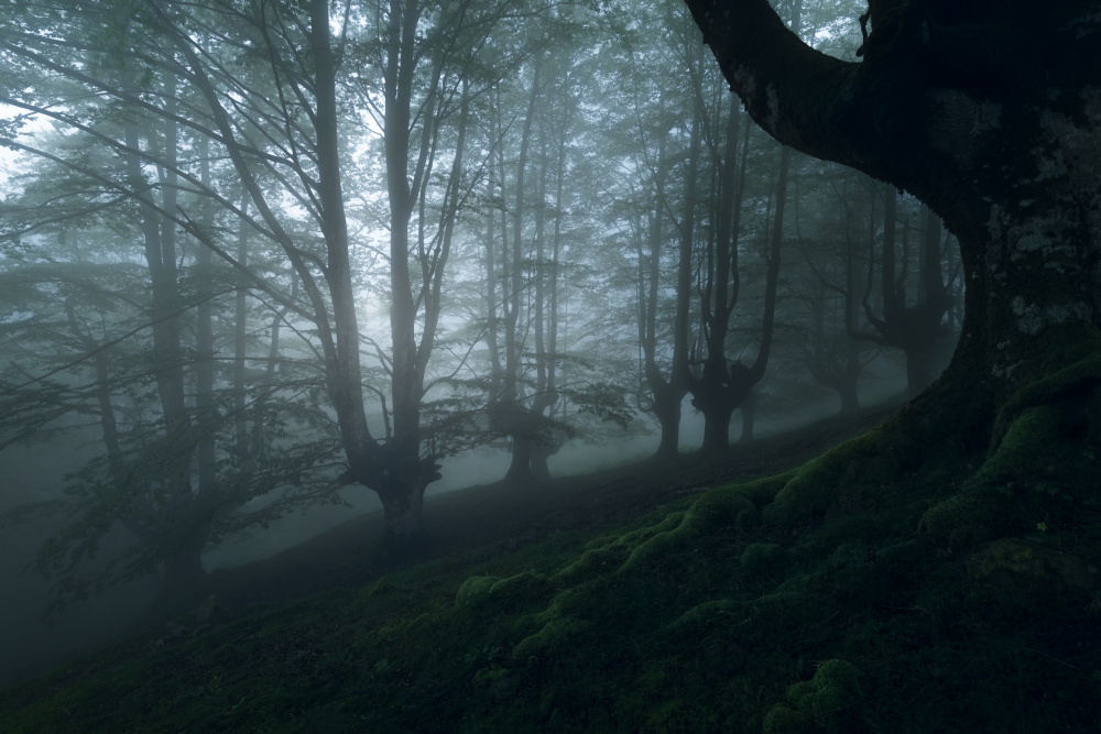 Foggy forest von Pilar Hm