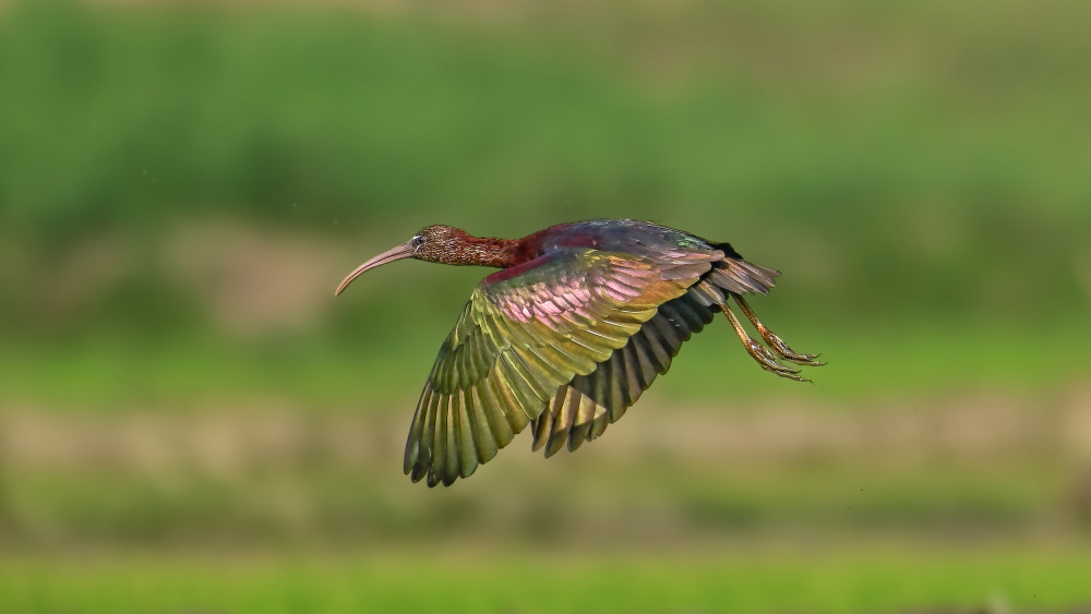 The glossy ibis von Pinaki Ghosh