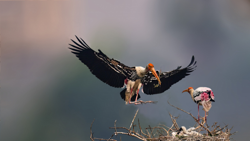 The painted stork  family von Pinaki Ghosh