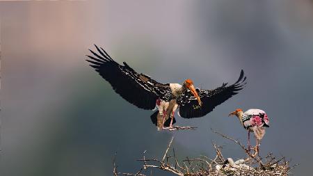 The painted stork  family