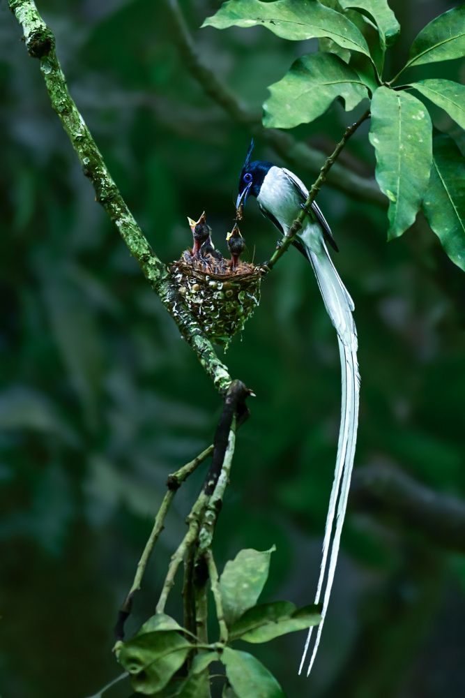 Indian paradise flycatcher von Pinaki Ghosh