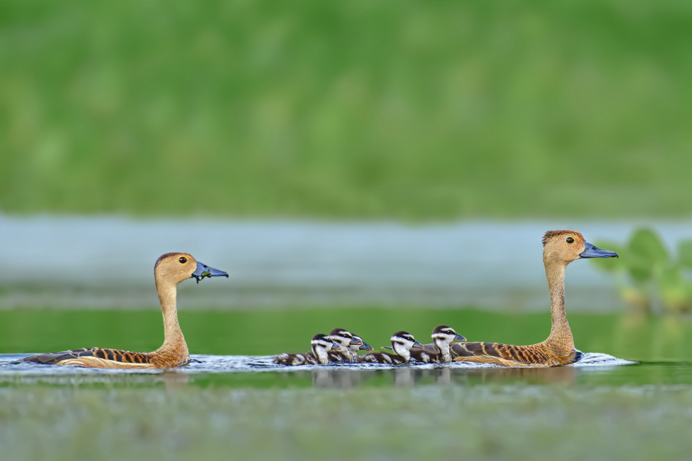 Lesser whistling duck Family von Pinaki Ghosh