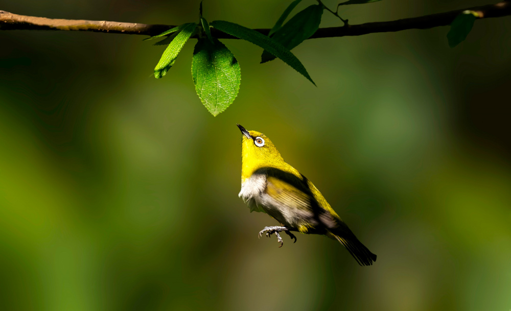 Oriental white-eye von Pinaki Ghosh