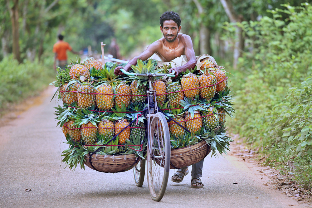 Pineapple sellers arrive at a market with bicycles laden with pineapples von Pinu Rahman