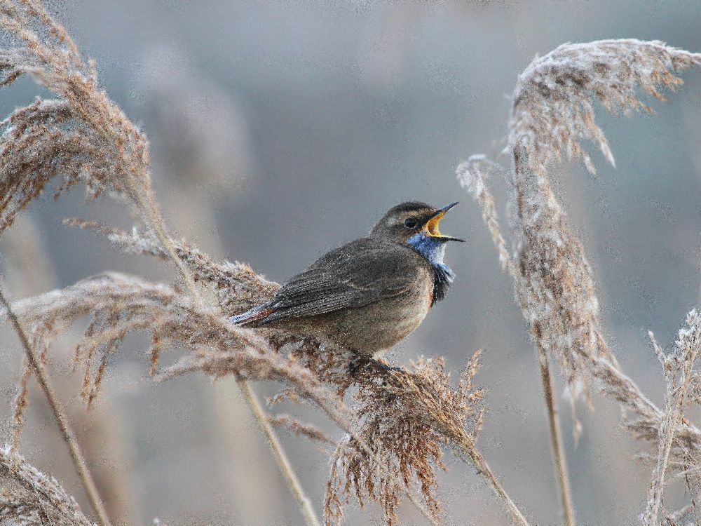 Blaukehlchen von Piotr Fras