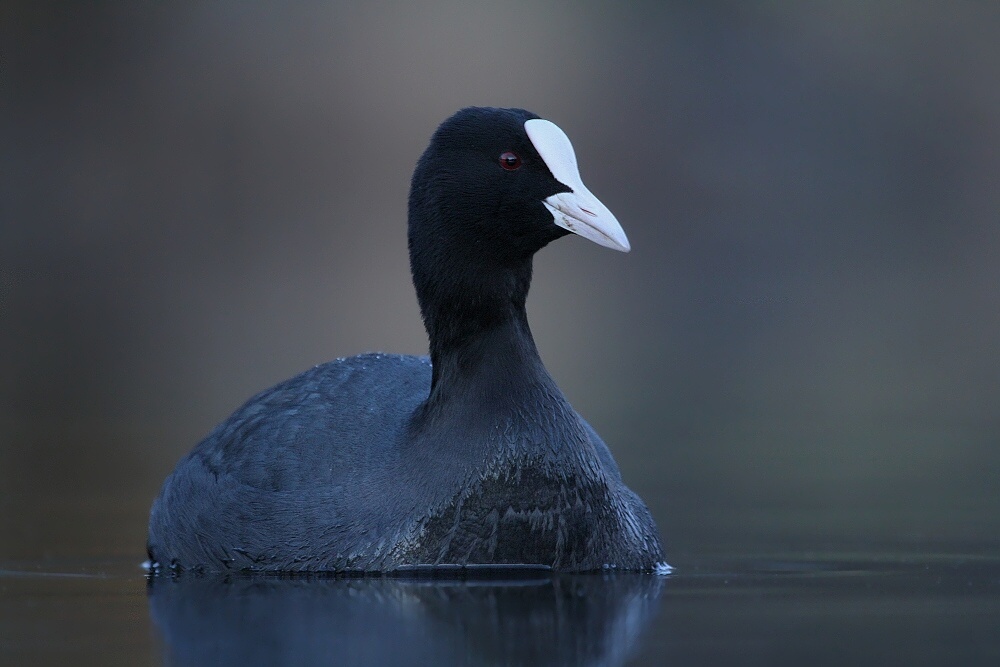 Big Bird (Coot) von Piotr Fras