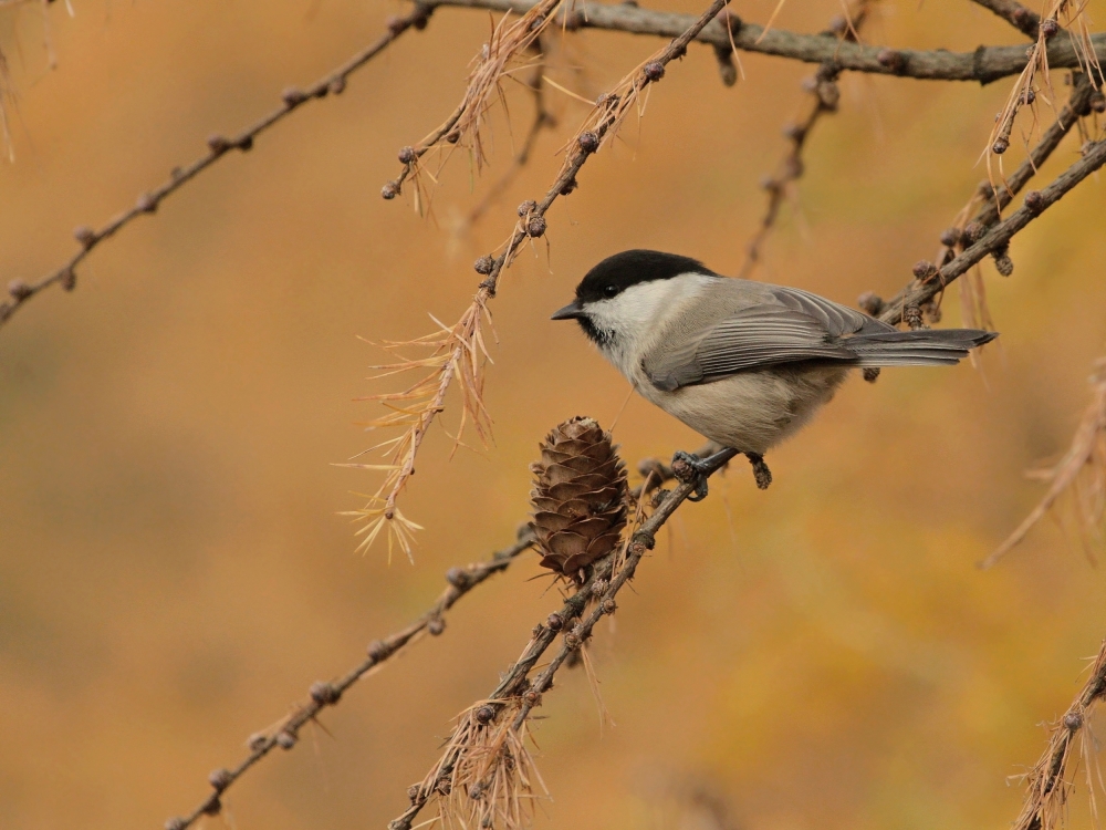 Willow Tit von Piotr Fras