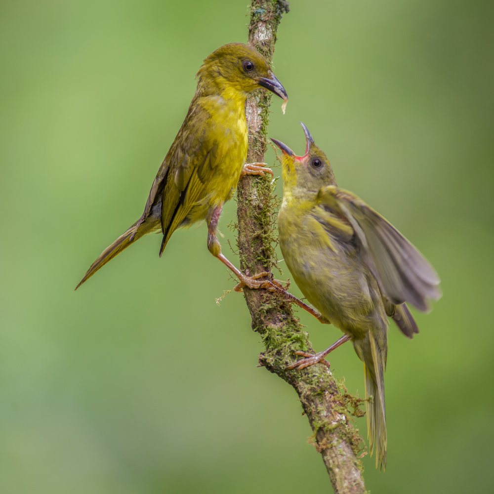 Olive-green Tanager feeding the chick von Piotr Galus