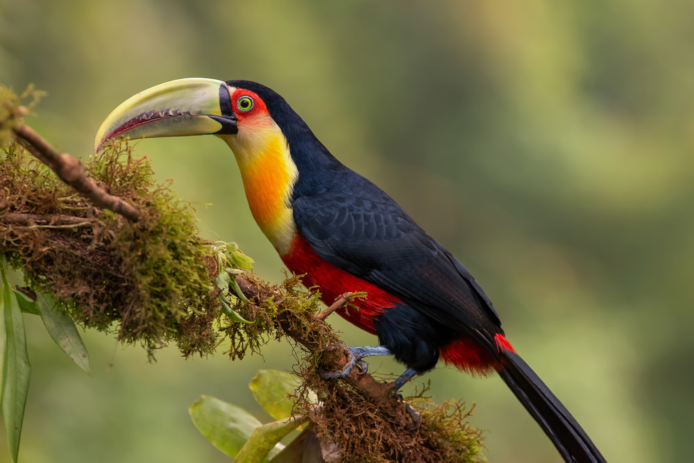 Red-breasted Toucan von Piotr Galus