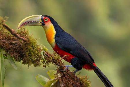 Red-breasted Toucan