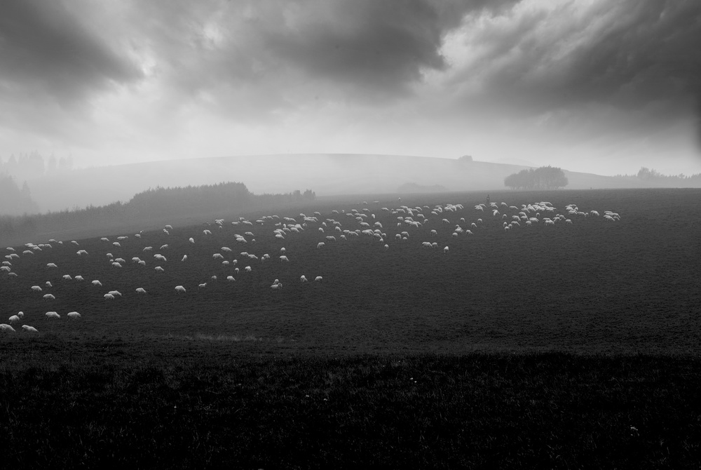 sea of sheeps von Piotr Wiszniewski